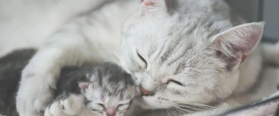 母猫如何寻找失去的小猫，找回需要多长时间