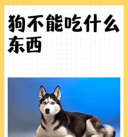 狗狗能吃冰淇淋吗？安全选择与注意事项全攻略