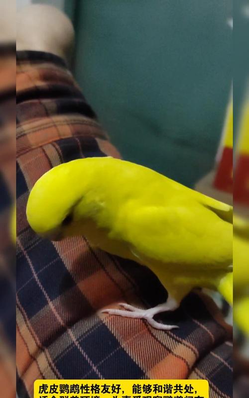 普通鹦鹉独特特征全解析：智商高超的社交宠鸟