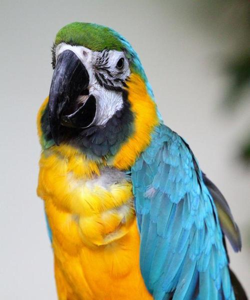 普通鹦鹉独特特征全解析：智商高超的社交宠鸟