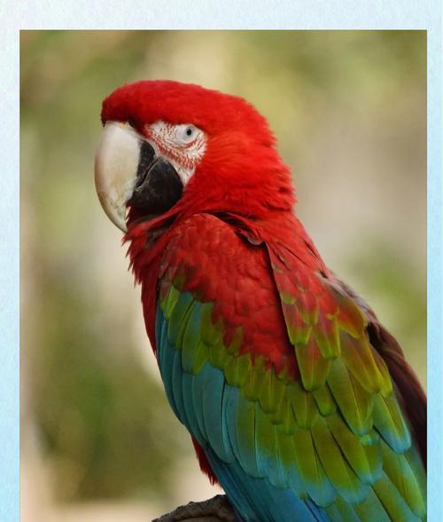 普通鹦鹉独特特征全解析：智商高超的社交宠鸟