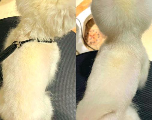 博美犬很少人养的真实原因揭秘：健康问题与养护难题分析