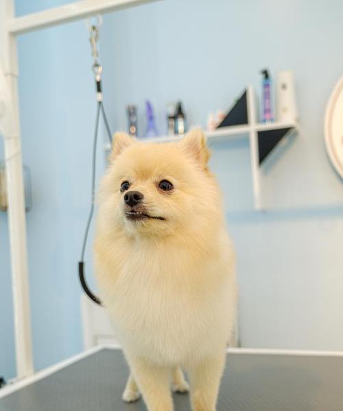 博美犬很少人养的真实原因揭秘：健康问题与养护难题分析