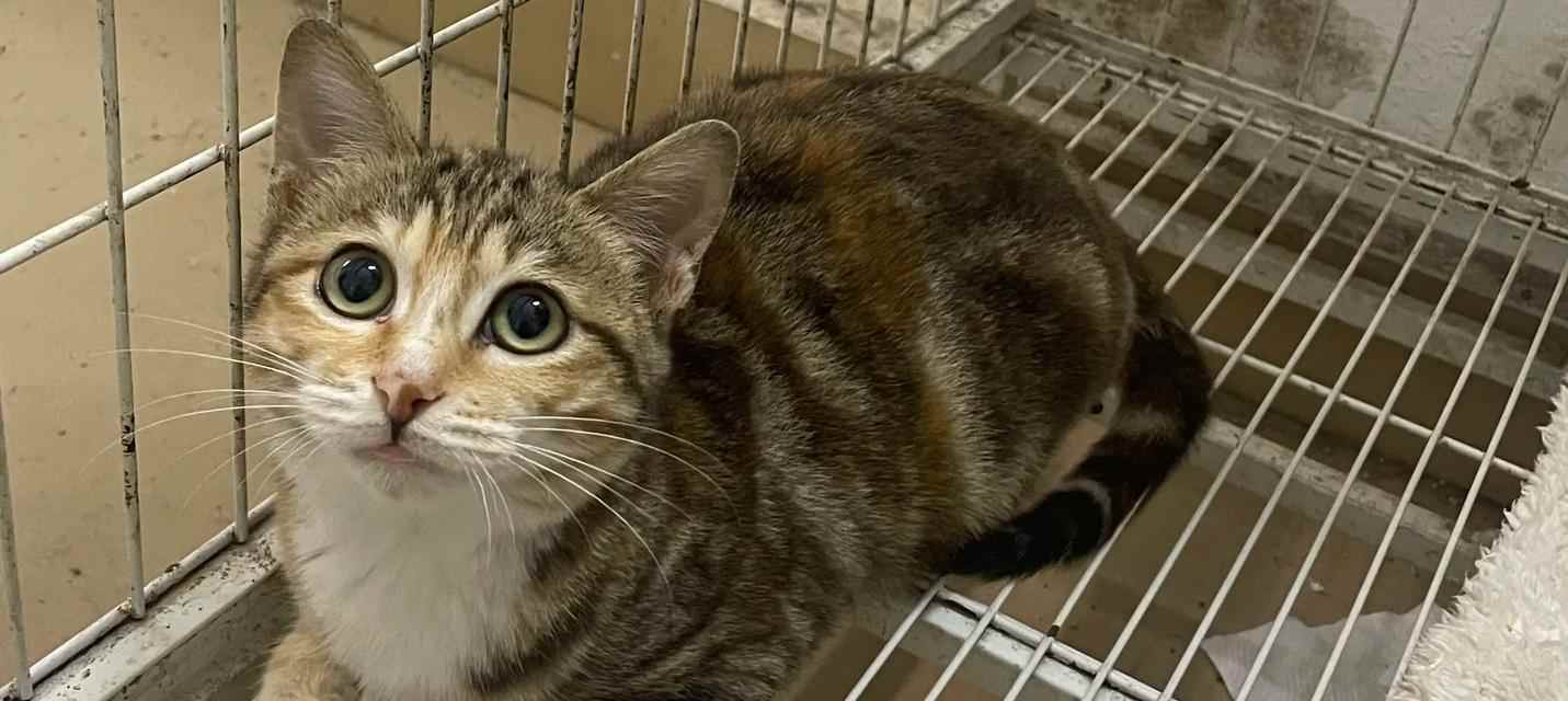 母猫如何寻找失去的小猫，找回需要多长时间