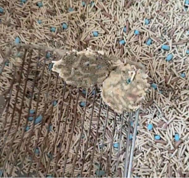 肉垫咖啡渣生竹猫砂测评：结团除臭效果好但后期粉尘多