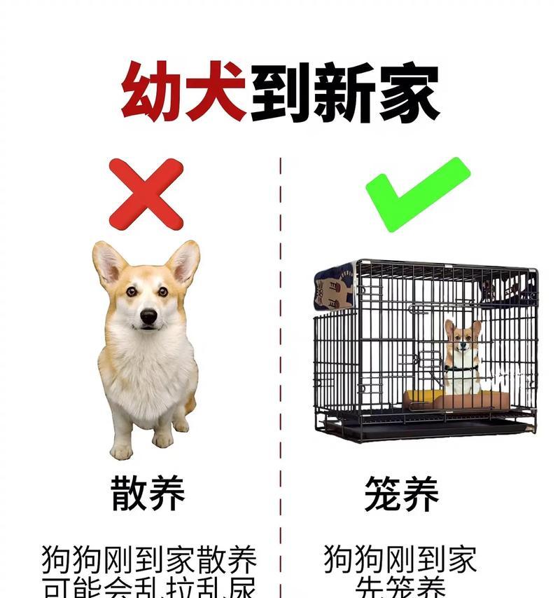 秋季拉布拉多犬腹泻怎么办 新手养狗必备处理指南