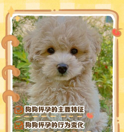 狗狗怀孕多久挤出奶 产后乳汁分泌时间与护理要点