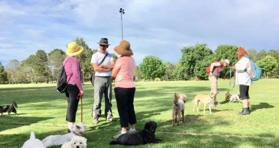 骑自行车遛狗完全指南：三步掌握安全遛狗技巧