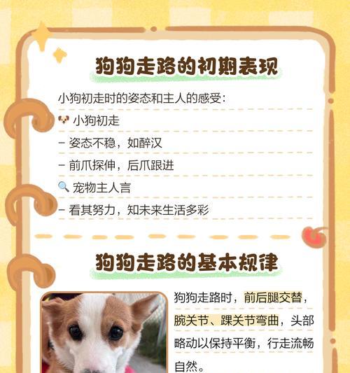 骑自行车遛狗完全指南：三步掌握安全遛狗技巧