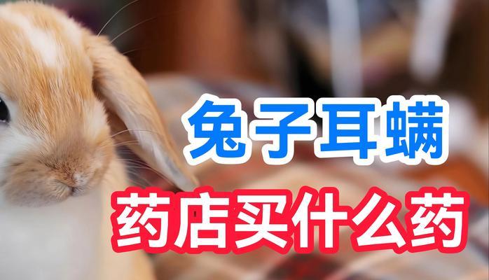 兔子耳螨预防治疗全攻略：症状识别与护理方法