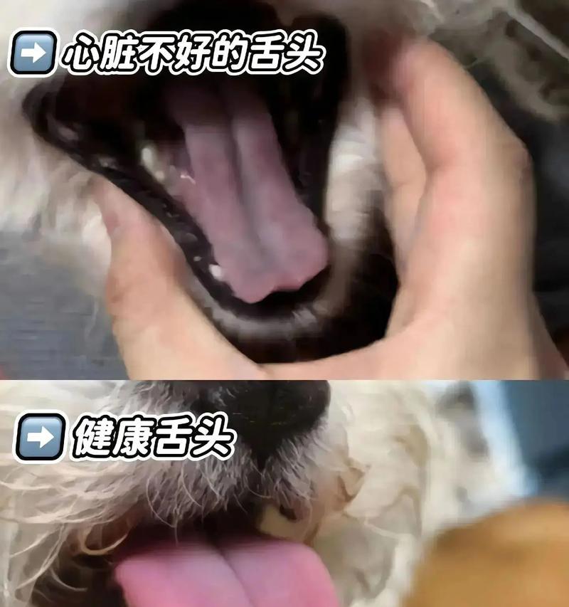 狗生病的14个常见症状识别与应对方法