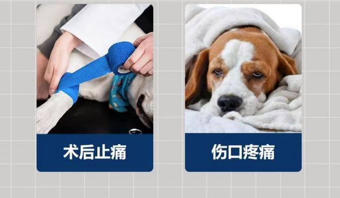 狗狗止痛药持续时间详解:影响因素与安全用药指南 狗狗止痛药持续时间详解:影响因素与安全用药指南