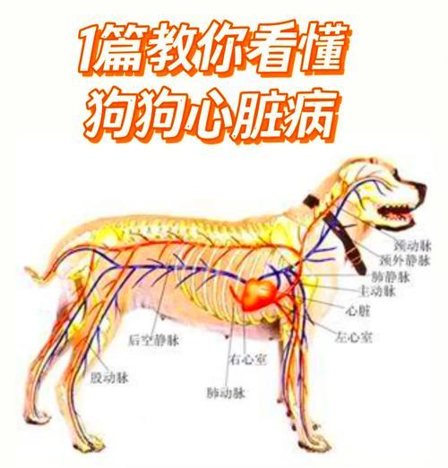 狗生病的14个常见症状识别与应对方法