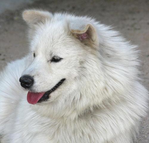 萨摩耶眼睛颜色揭秘：多彩瞳孔背后的神秘魅力