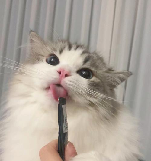 猫咪为什么经常吐舌头？科学解析猫咪吐舌头的15大原因