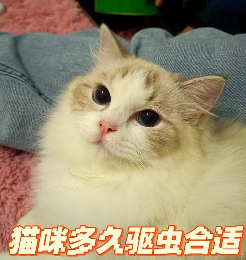 猫咪驱虫频率指南：多久一次最科学合理