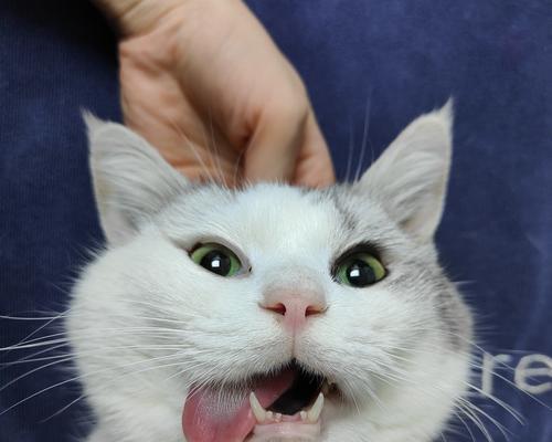 猫咪为什么经常吐舌头？科学解析猫咪吐舌头的15大原因