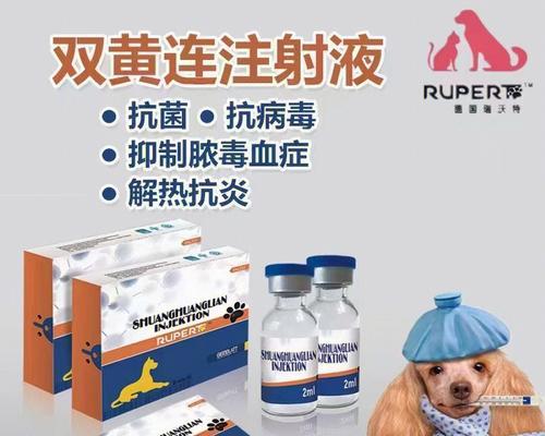 猫咪感冒症状识别与安全用药指南,助爱宠快速康复 猫咪感冒症状识别与安全用药指南,助爱宠快速康复