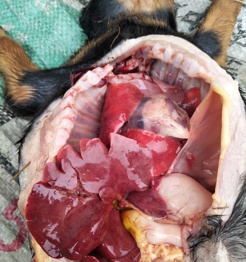 小狗死亡后多久会变硬?肌肉硬化时间及影响因素详解 小狗死亡后多久会变硬?肌肉硬化时间及影响因素详解