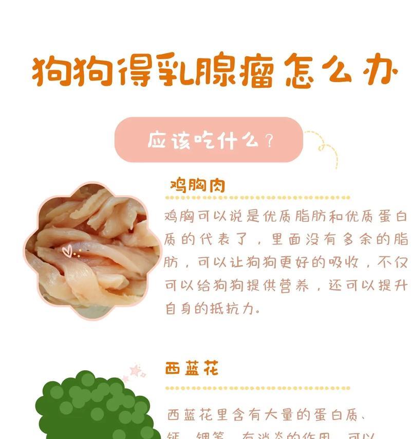 狗狗营养补充指南：科学搭配饮食保障宠物健康