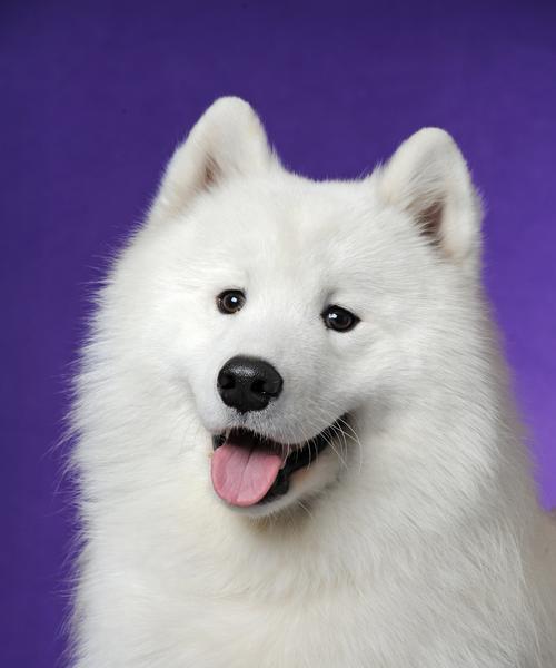 萨摩耶眼睛颜色揭秘：多彩瞳孔背后的神秘魅力