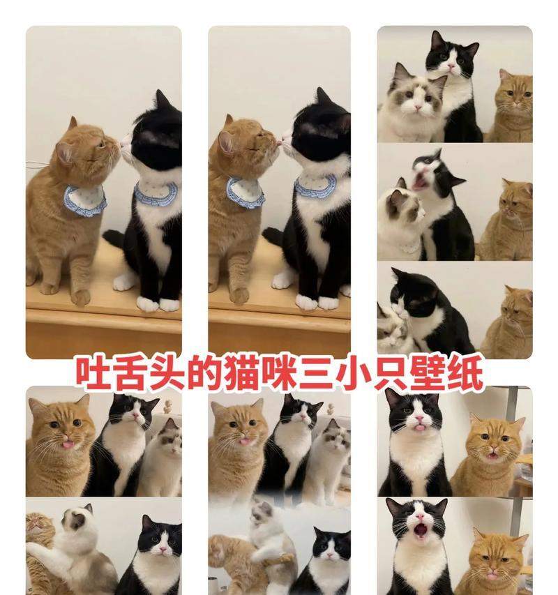 猫咪为什么经常吐舌头？科学解析猫咪吐舌头的15大原因