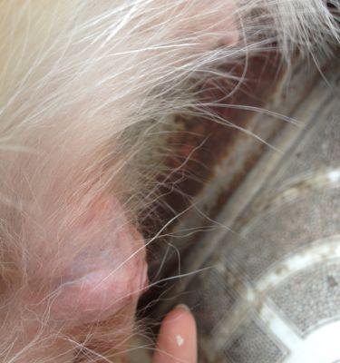 小狗死亡后多久会变硬?肌肉硬化时间及影响因素详解 小狗死亡后多久会变硬?肌肉硬化时间及影响因素详解