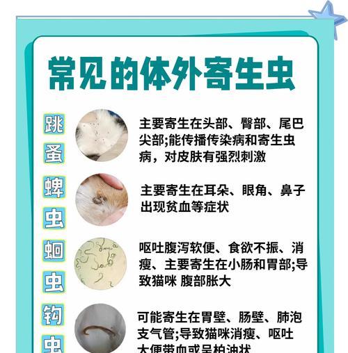 猫咪驱虫频率指南：多久一次最科学合理