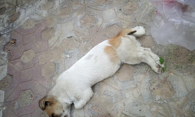 小狗死亡后多久会变硬?肌肉硬化时间及影响因素详解 小狗死亡后多久会变硬?肌肉硬化时间及影响因素详解