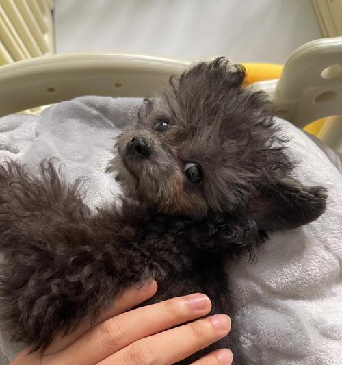 泰迪狗频繁抖动的原因分析及解决方法