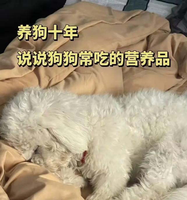 狗狗营养补充指南：科学搭配饮食保障宠物健康