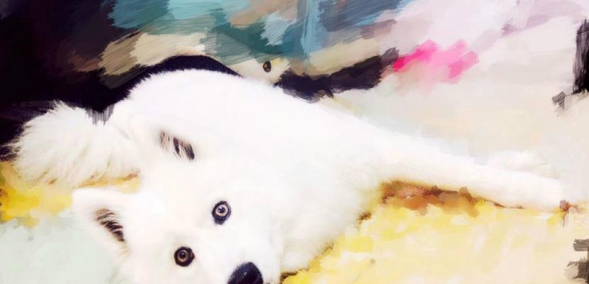 萨摩耶眼睛颜色揭秘：多彩瞳孔背后的神秘魅力