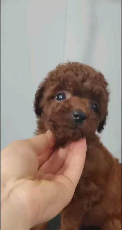 泰迪狗生病恢复期饮食指南：营养搭配助康复