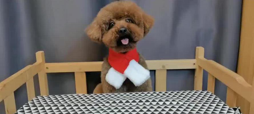 泰迪狗生病恢复期饮食指南：营养搭配助康复