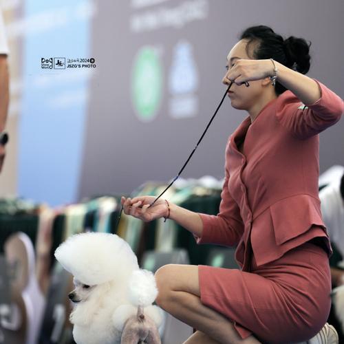 养贵宾犬的女孩性格特点分析,优雅精致生活方式 养贵宾犬的女孩性格特点分析,优雅精致生活方式