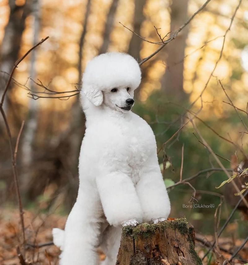 养贵宾犬的女孩性格特点分析,优雅精致生活方式 养贵宾犬的女孩性格特点分析,优雅精致生活方式