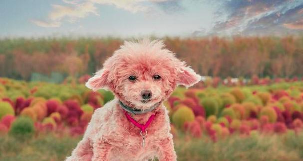 养贵宾犬的女孩性格特点分析,优雅精致生活方式 养贵宾犬的女孩性格特点分析,优雅精致生活方式