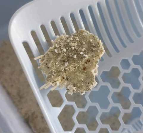 木薯混合猫砂测评:豆腐矿砂配比解决粘底粉尘问题 木薯混合猫砂测评:豆腐矿砂配比解决粘底粉尘问题