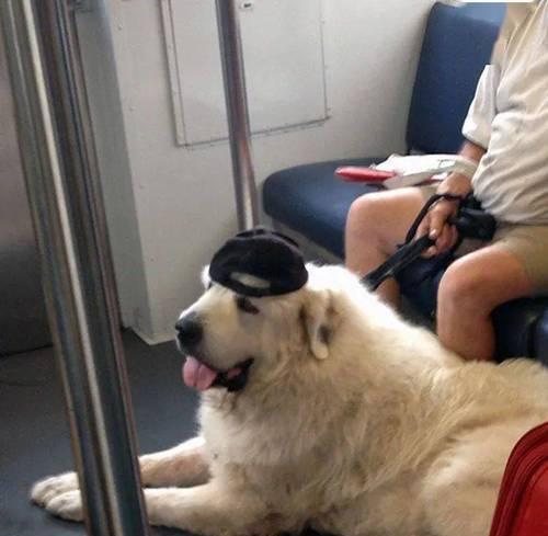 带狗狗坐火车的15大问题及解决方案