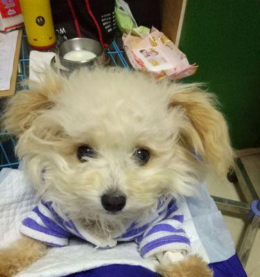 细小病毒感染第五天饮食指南：15种营养食谱推荐