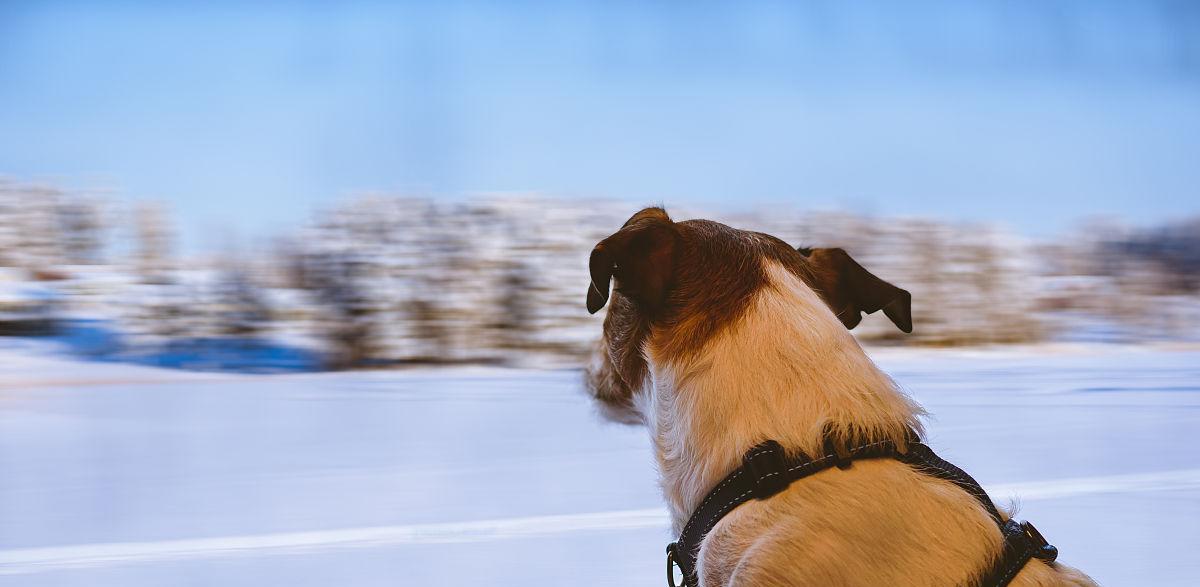 带狗狗坐火车的15大问题及解决方案