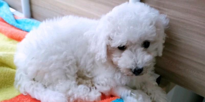 细小病毒感染第五天饮食指南：15种营养食谱推荐