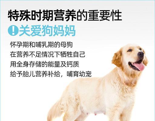 母狗怀孕后期养护指南：15个关键注意事项详解