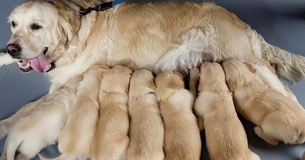 母狗怀孕后期养护指南：15个关键注意事项详解