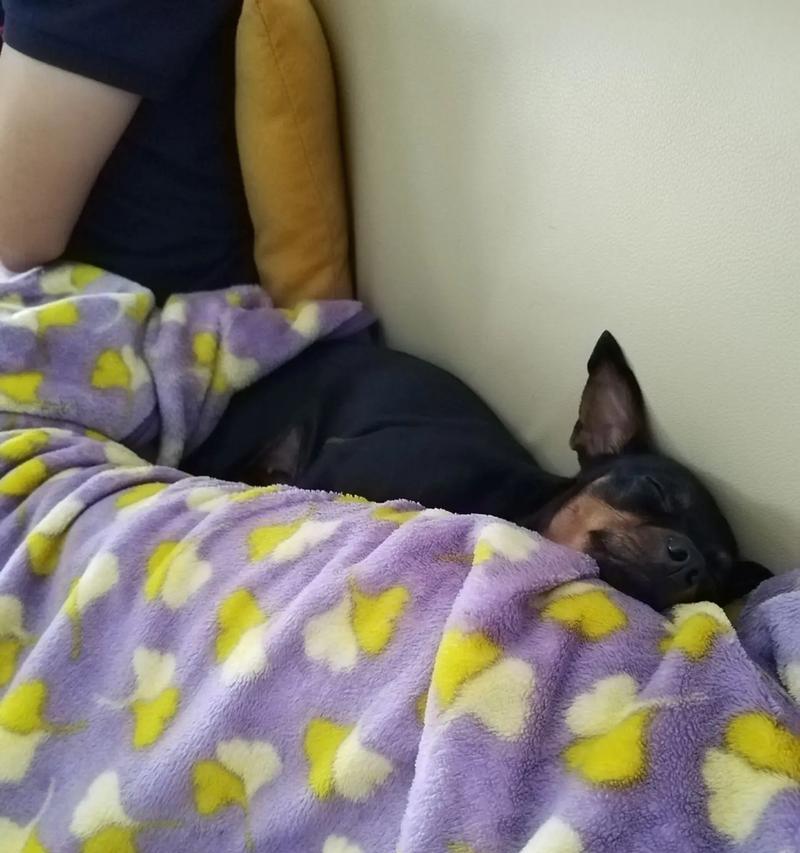 母狗怀孕后期养护指南：15个关键注意事项详解