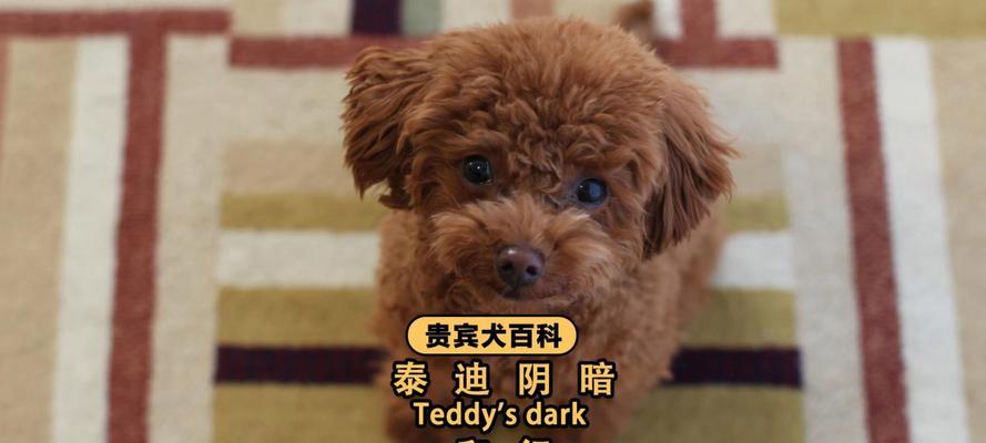 贵宾犬毛发变白原因揭秘：年龄基因遗传等多重因素影响