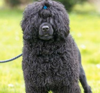 贵宾犬毛发变白原因揭秘：年龄基因遗传等多重因素影响