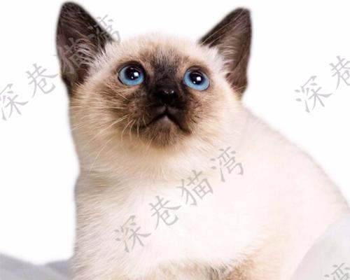 泰国猫的神秘魅力：古老猫种的外貌特征与性格特点全面解析