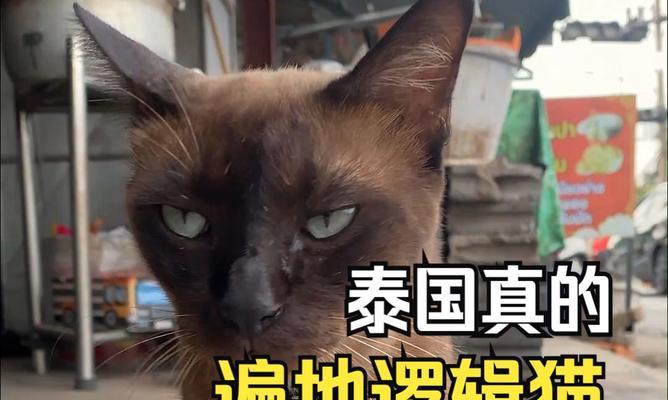 泰国猫的神秘魅力：古老猫种的外貌特征与性格特点全面解析