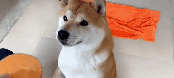 柴犬生食饮食指南:适宜食物与注意事项全解析 柴犬生食饮食指南:适宜食物与注意事项全解析